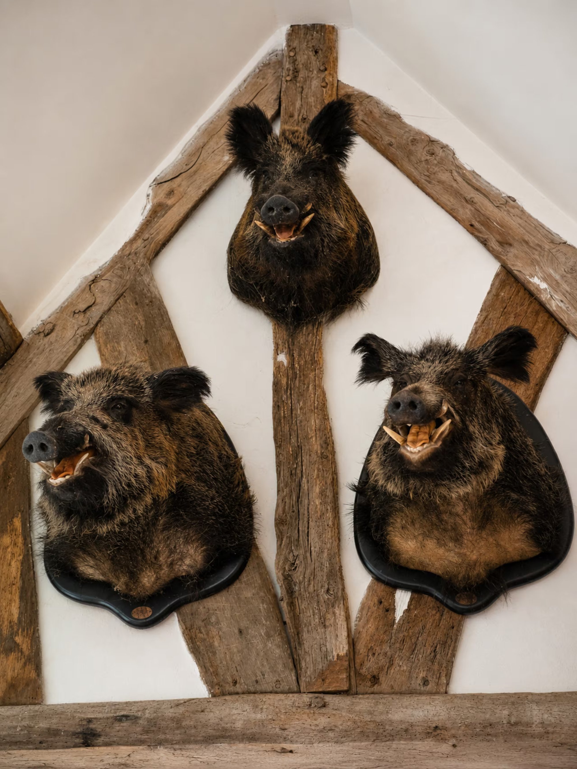 Trophees de chasse normande, decor authentique